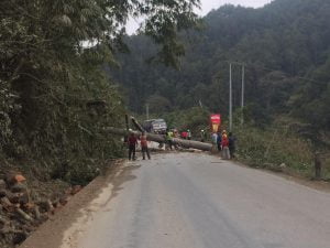 पृथ्वीराजमार्गमा सडक विस्तारका क्रममा ३८४ रुख कटान