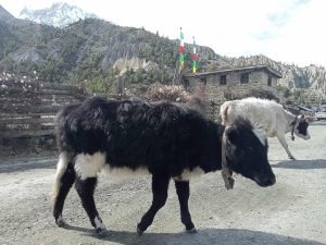 Tanahun taranga news