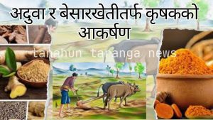 अदुवा र बेसारखेतीतर्फ कृषकको आकर्षण