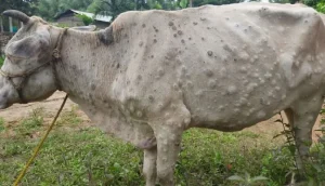 tanahun taranga news