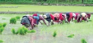 tanahun taranga news