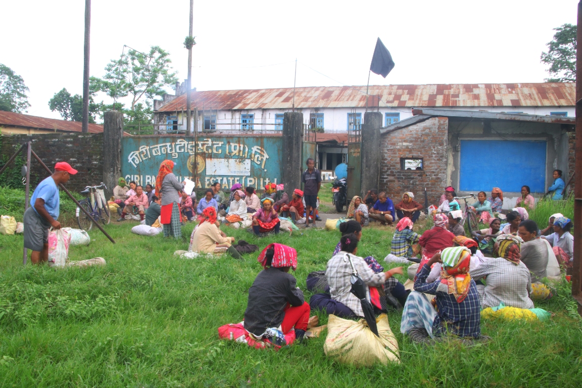 ज्याला वृद्धिको माग राख्दै चिया श्रमिक आन्दोलित