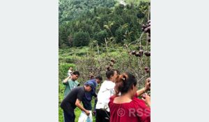 Tanahun taranga news