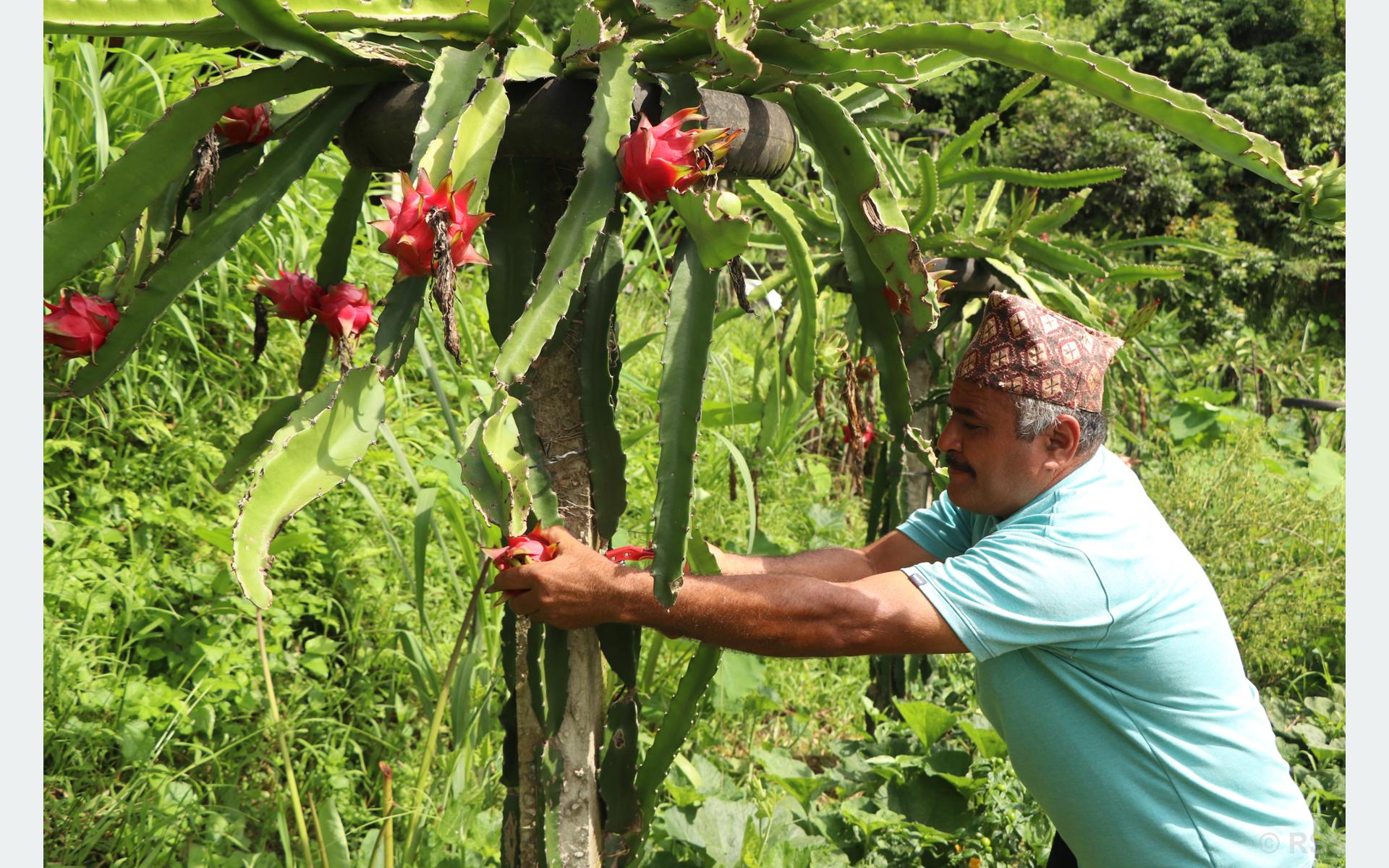 Tanahun taranga news