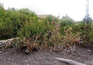 Tanahun taranga news