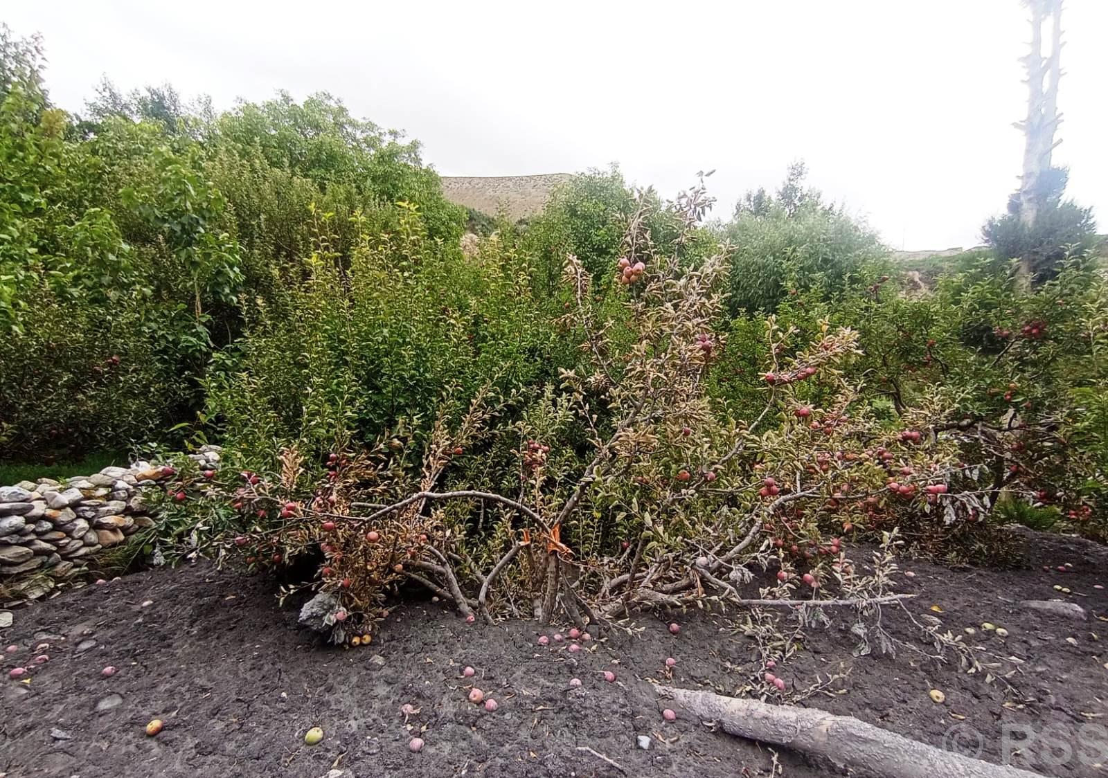 Tanahun taranga news