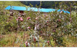 Tanahun taranga news