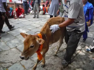 Tanahun taranga news