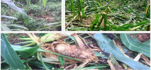 Tanahun taranga news