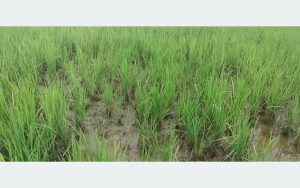 Tanahun taranga news