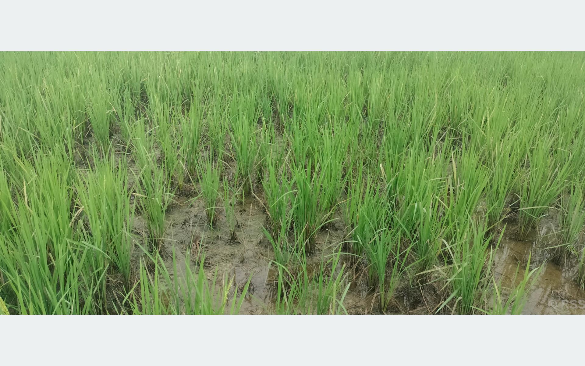 Tanahun taranga news