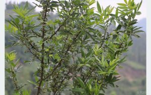 Tanahun taranga news