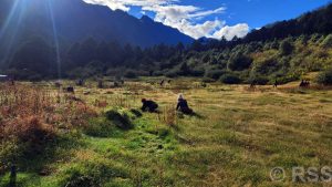 tanahun taranga news