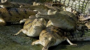 Tanahun taranga news