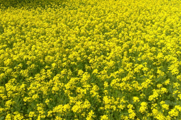 tanahun taranga news