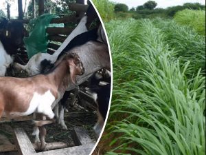 Tanahun taranga news