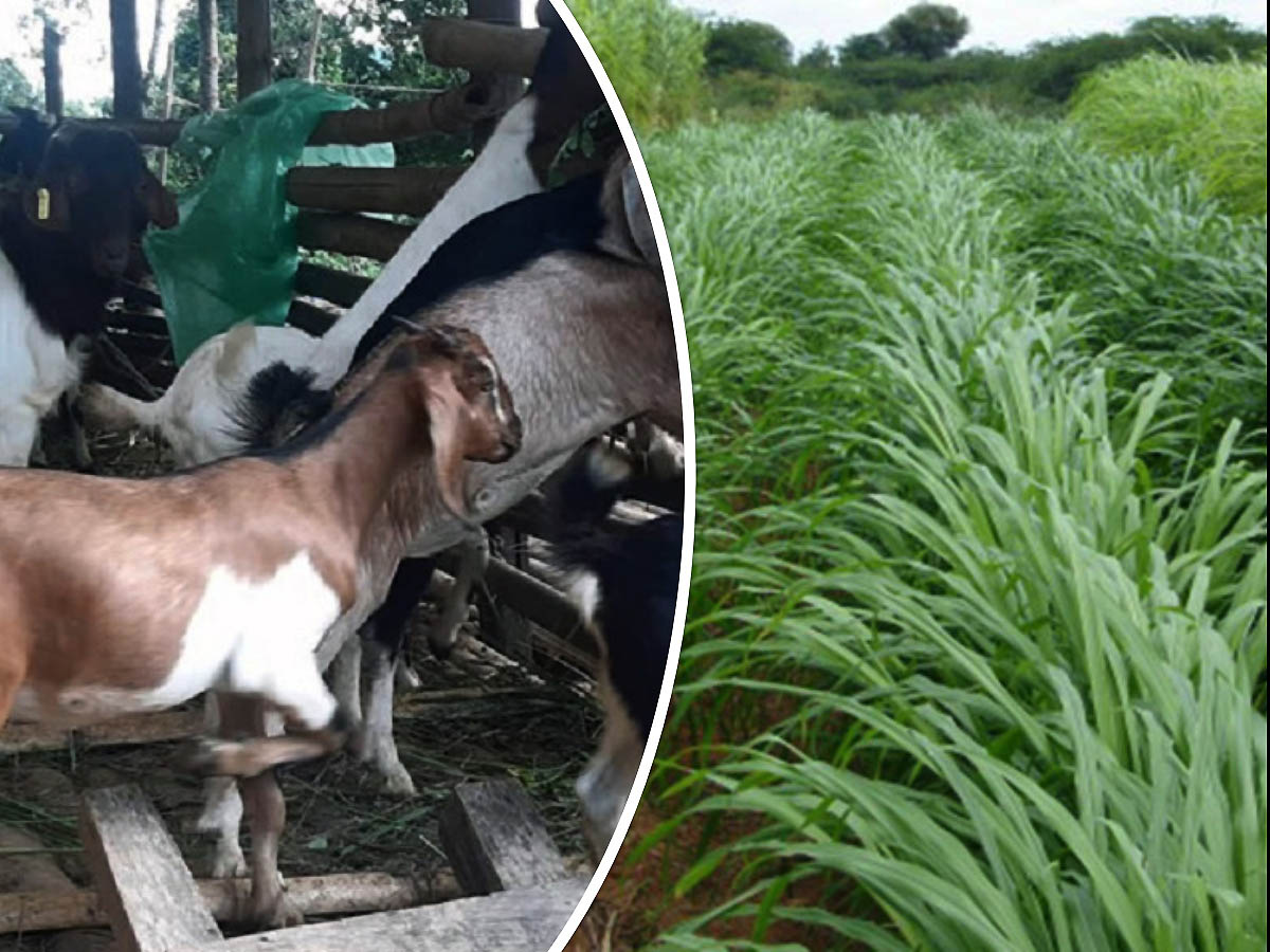 Tanahun taranga news