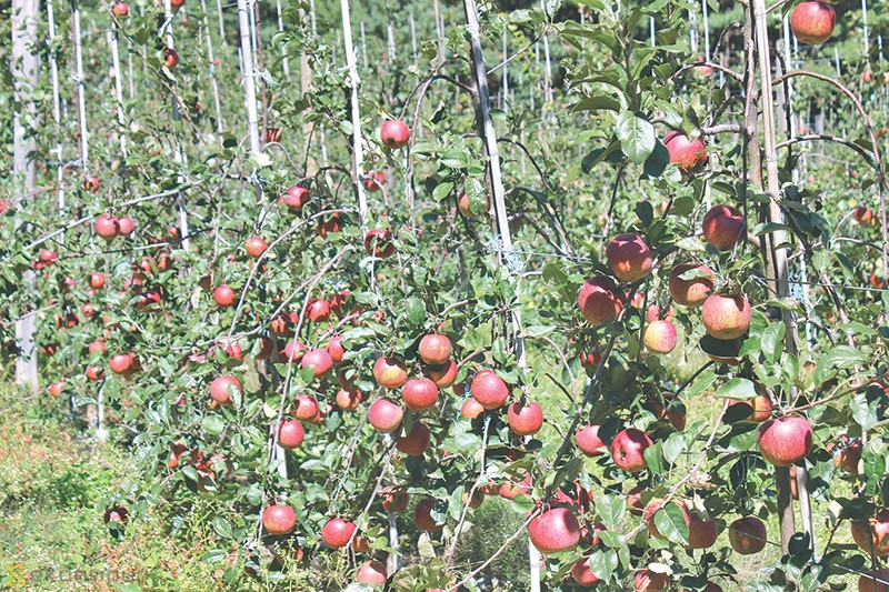 Tanahun taranga news