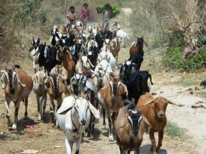 Tanahun taranga news