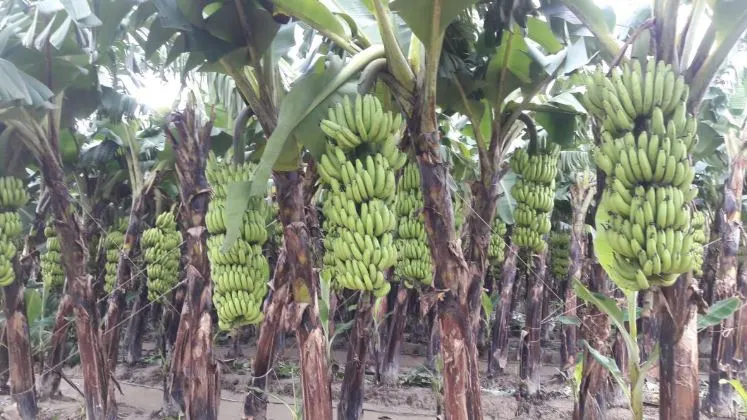 tanahun taranga news