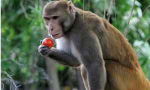 Tanahun taranga news