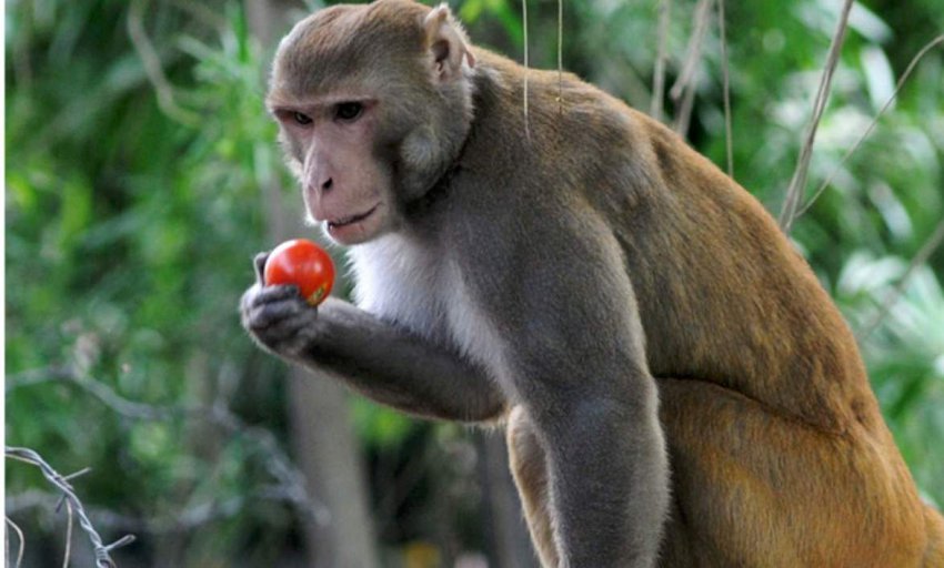 Tanahun taranga news