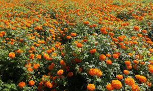 tanahun taranga news