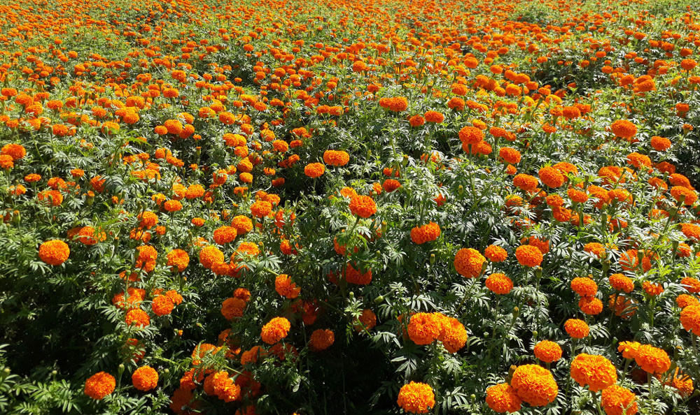 tanahun taranga news