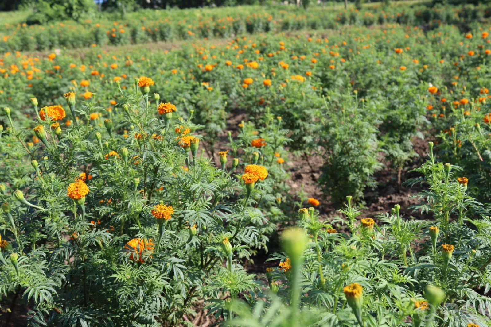 tanahun taranga news