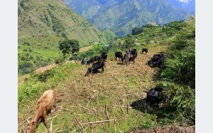 tanahun taranga news