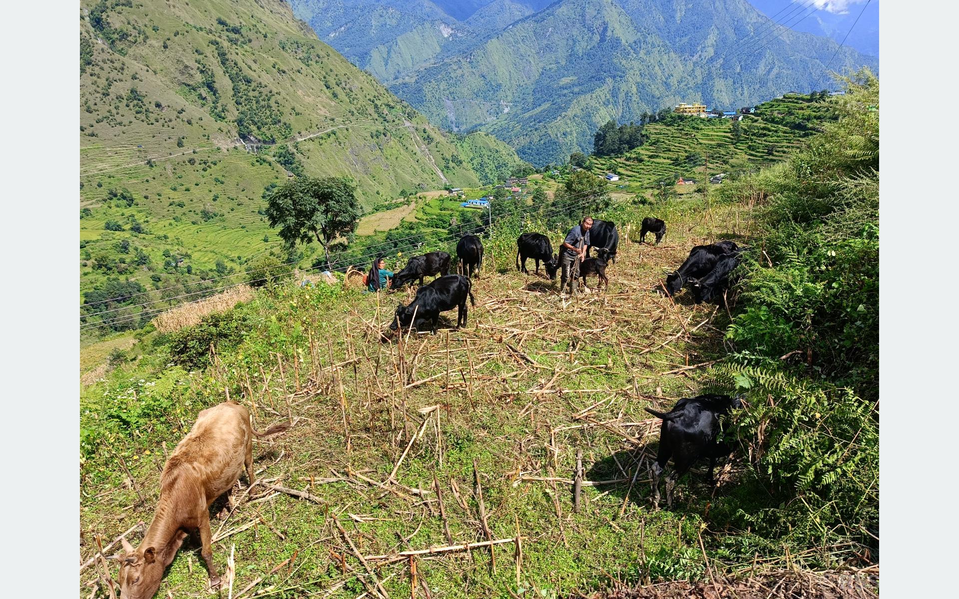 tanahun taranga news