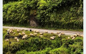 tanahun taranga news