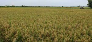 tanahun taranga news