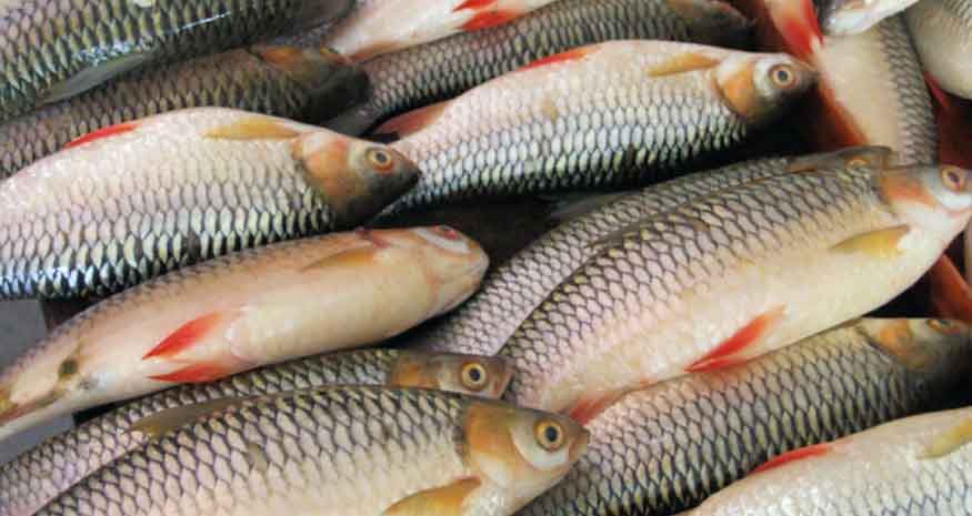 tanahun taranga news