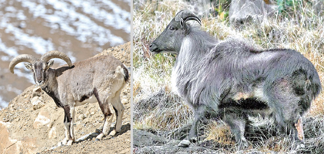tanahun taranga news