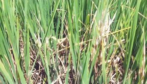 tanahun taranga news