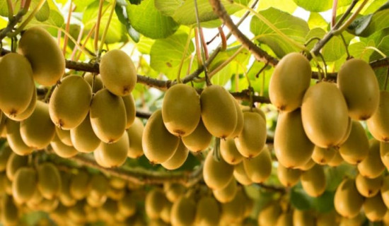 tanahun taranga news