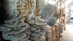 Tanahun taranga news