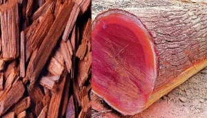 tanahun taranga news