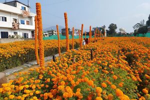 Tanahun taranga news