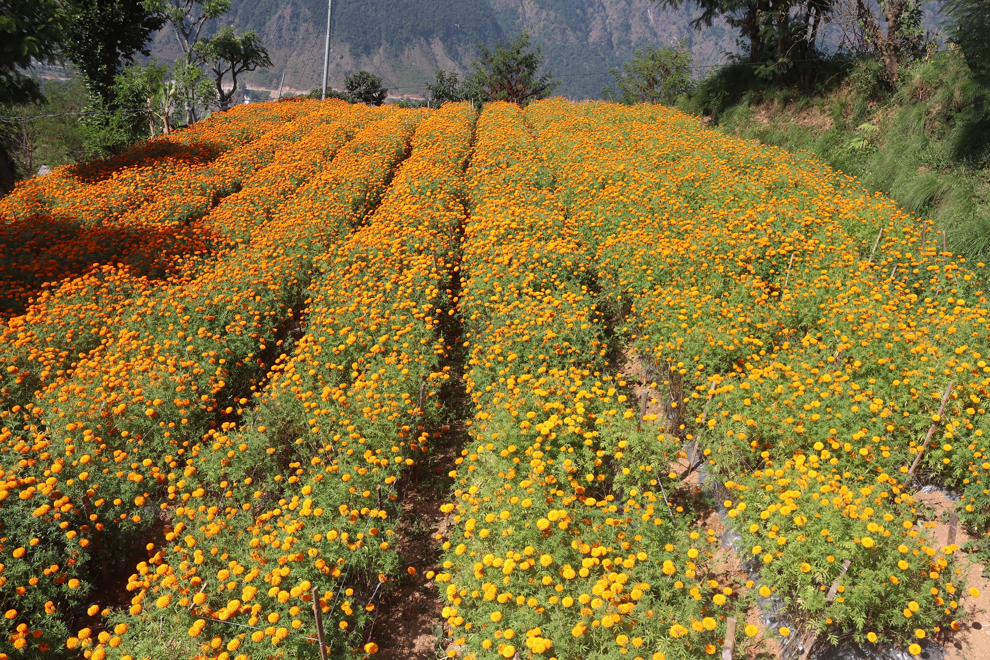 Tanahun taranga news