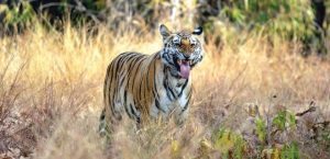 Tanahun taranga news