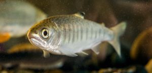 Tanahun Taranga news