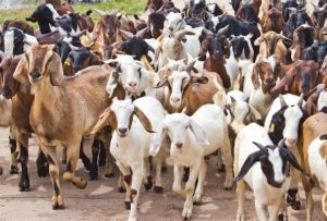 Tanahun Taranga news