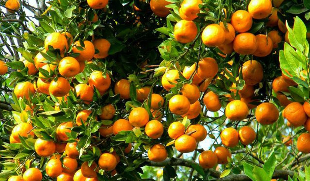 Tanahun Taranga news