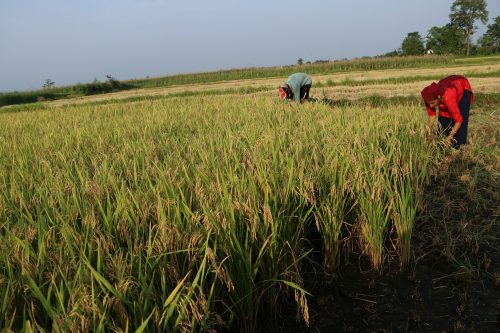 Tanahun Taranga news