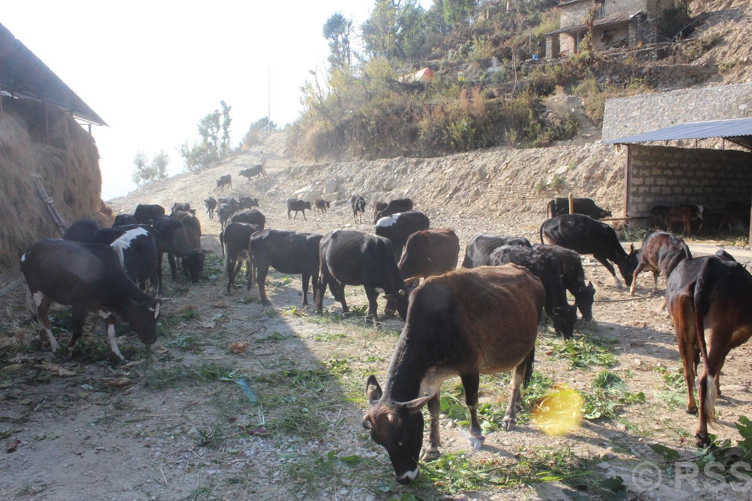 Tanahun Taranga news