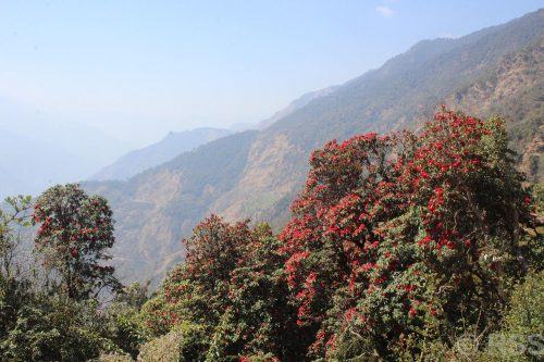 Tanahun Taranga news