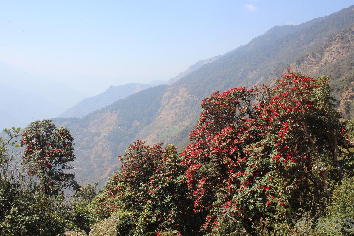 Tanahun Taranga news