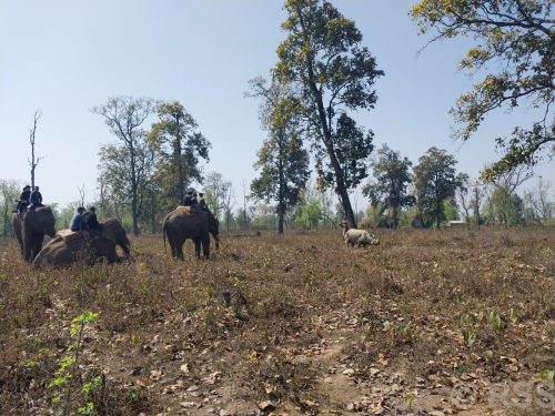 Tanaun Taranga news